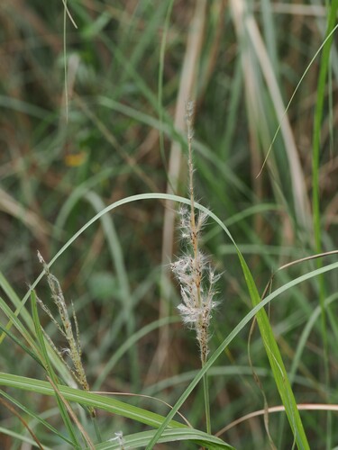 Foto de Cana-de-açúcar