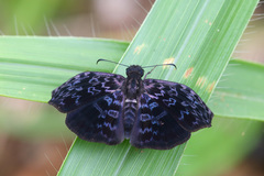 Cycloglypha thrasibulus