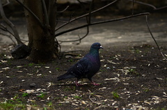 Columba livia domestica