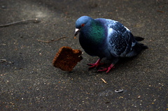 Columba livia domestica