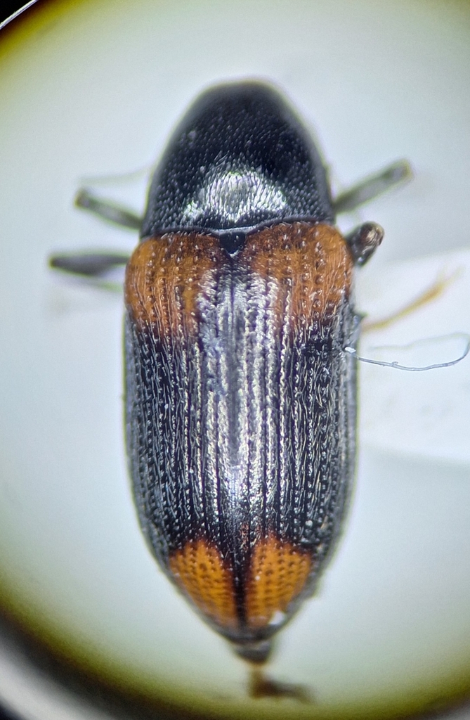 Narpus