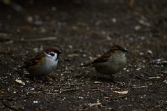 Passer domesticus