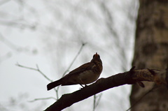 Turdus pilaris