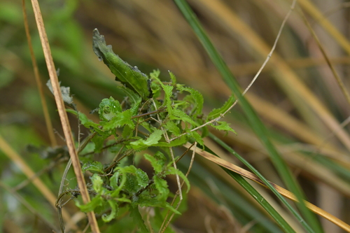 Image of Urtica perconfusa by (c) Christopher Stephens, some rights reserved (CC BY-SA)