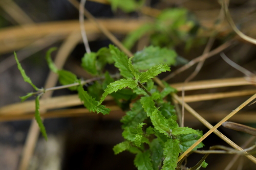 Image of Urtica perconfusa by (c) Christopher Stephens, some rights reserved (CC BY-SA)