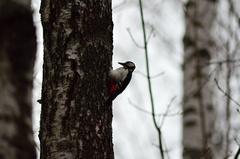 Dendrocopos major