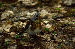 Turdus pilaris