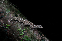 Moritz's Leaf-Tailed Gecko photo 3