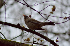 Turdus pilaris