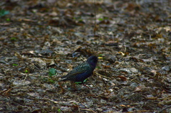Sturnus vulgaris
