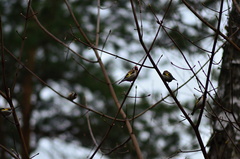 Carduelis carduelis