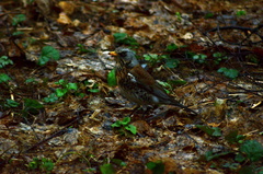 Turdus pilaris