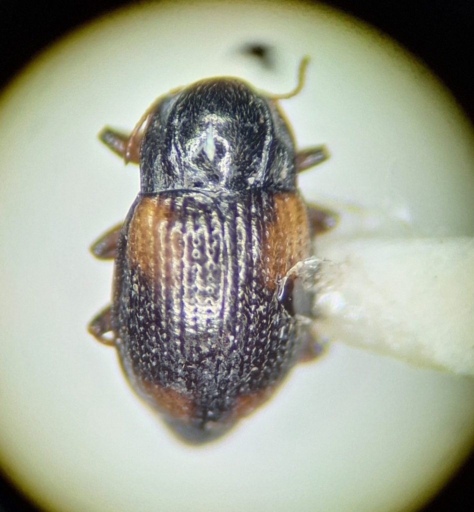 Cleptelmis
