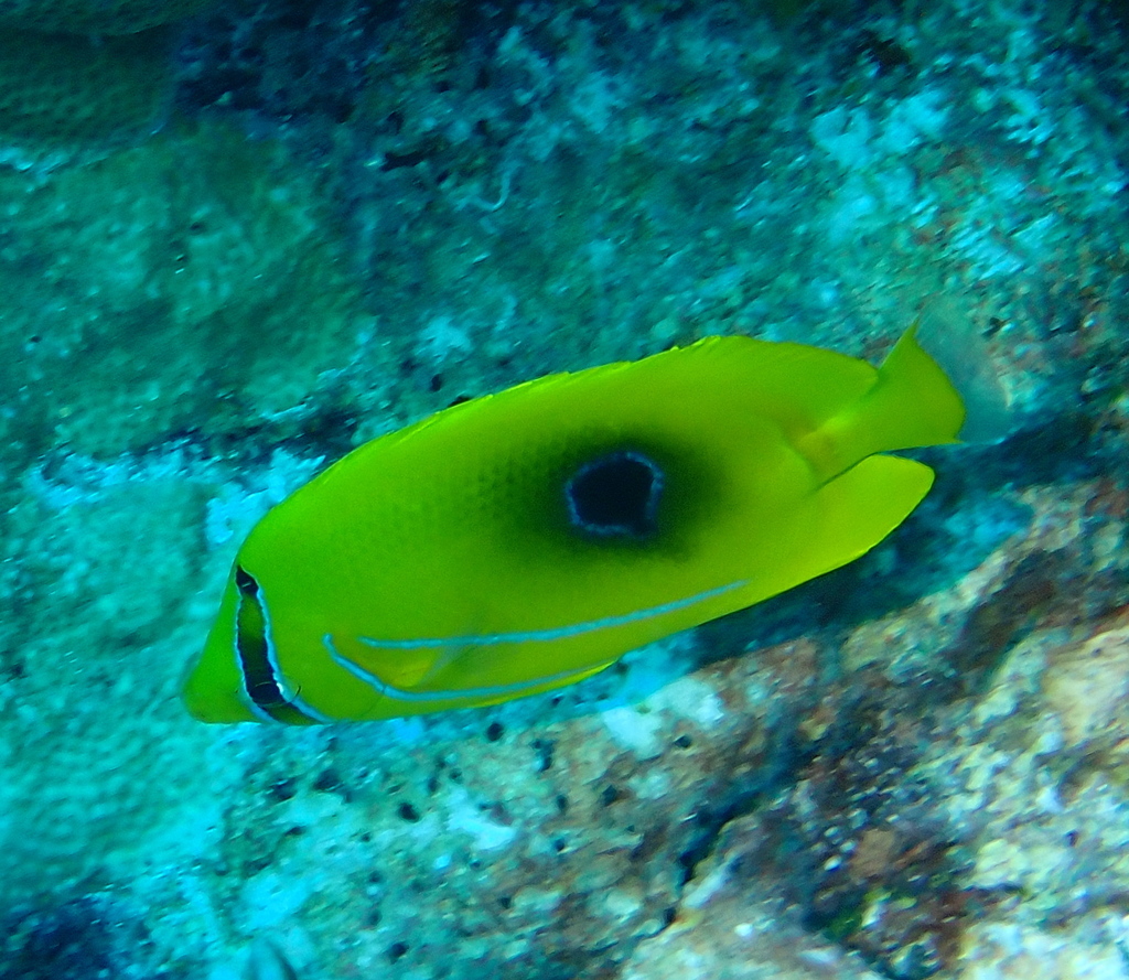 Bluelashed butterflyfish