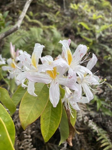 Rhododendron stamineum