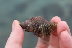 Ocenebrinae