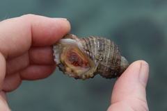 Ocenebrinae
