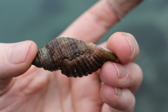 Ocenebrinae