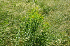Euphorbia semivillosa