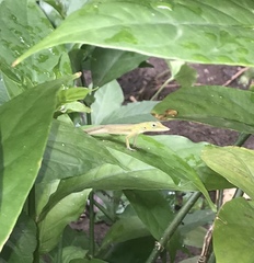 Anolis porcatus