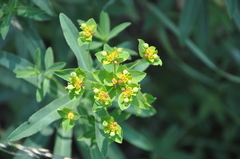 Euphorbia semivillosa