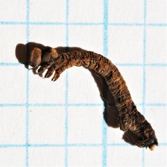 Thallophaga hyperborea