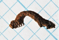 Thallophaga hyperborea