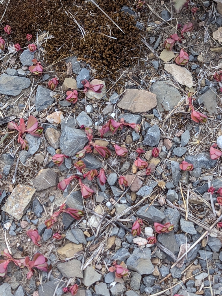 Foto de Portulaca
