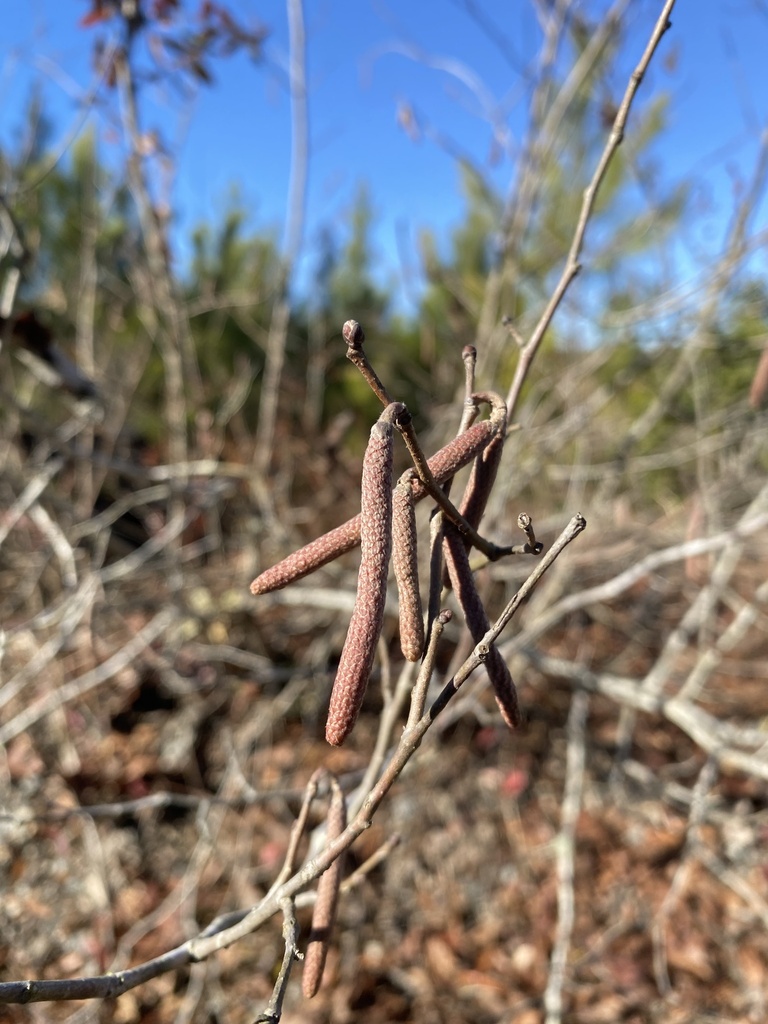 American hazelnut from Duck Pond Rd, Walkerton, VA, US on December 31