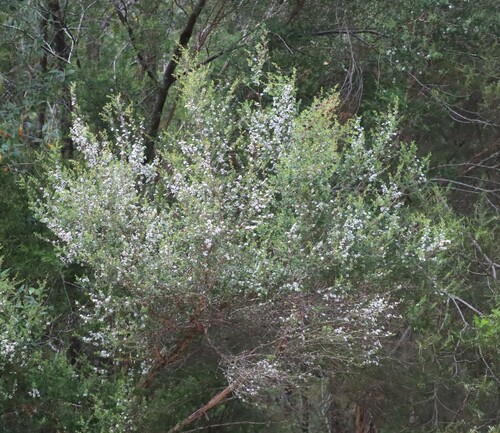 Foto de Manuka