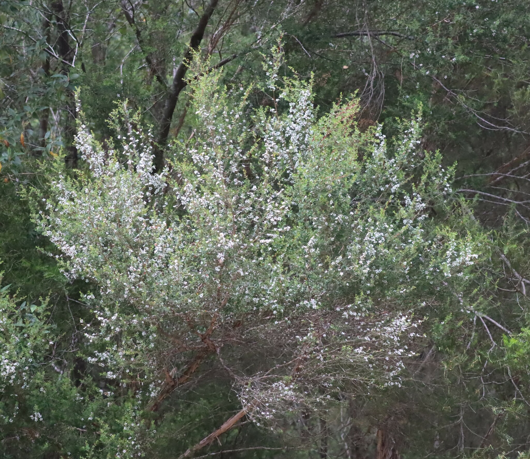 Imagem de Manuka