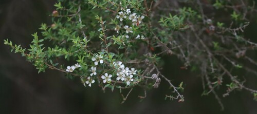 Manuka