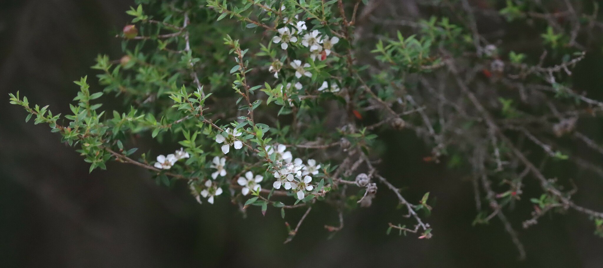Imagem de Manuka