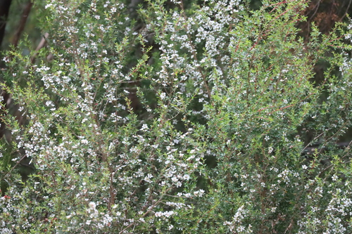 Foto de Manuka