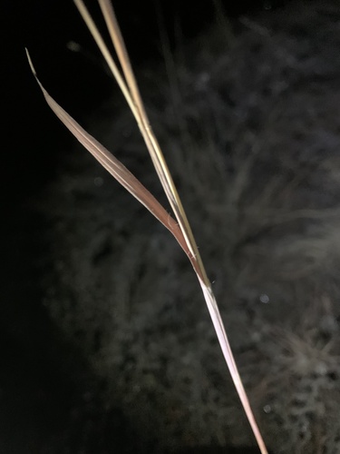 Foto de Capim-gordura