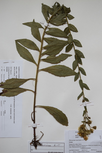 Hieracium vasconicum, 2005-08-30