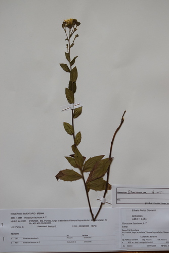 Hieracium vasconicum, 2005-09-05