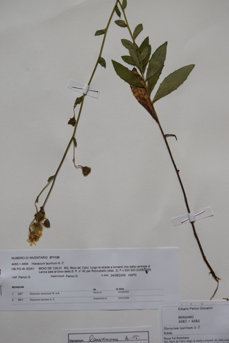 Hieracium vasconicum, 2005-08-23