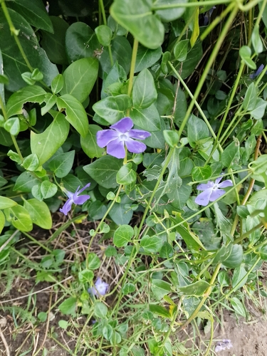 Foto de Vinca