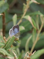 Celastrina echo cinerea