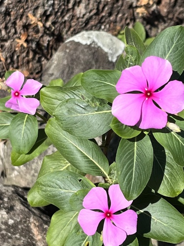 Foto de Vinca
