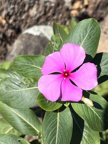 Foto de Vinca