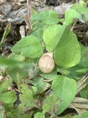 Praticolella berlandieriana