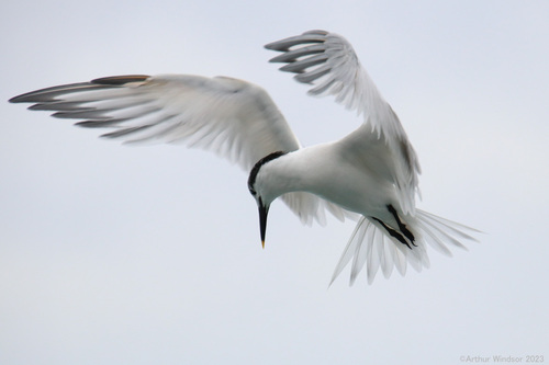 Brandseeschwalbe (Thalasseus sandvicensis)