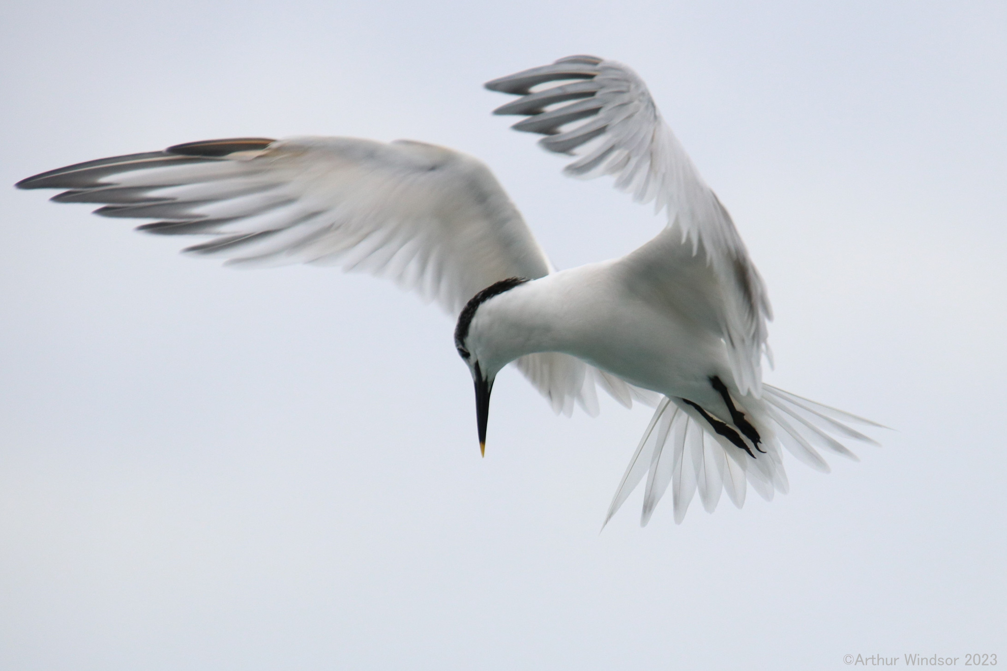 Sandwich Tern (Thalasseus sandvicensis)