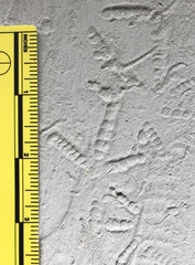 Callipepla californica