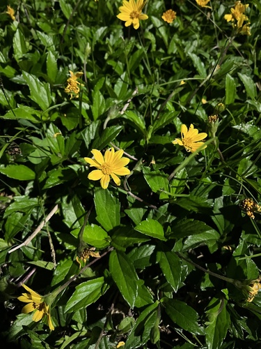 Foto de Wedelia