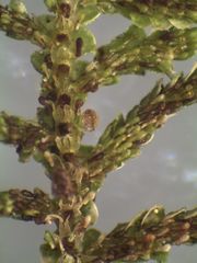 Lepidolaena clavigera