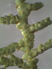 Lepidolaena clavigera