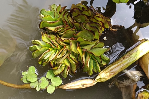 Salvinia
